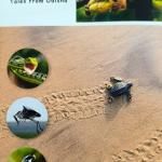 RIDDLE OF THE RIDLEYS :  Wildlife  tales from Odisha by Dr. Biswajit Mohanty