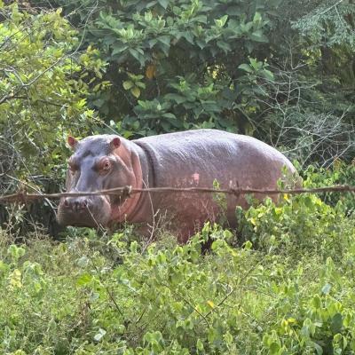 Anant Ambani appeals to Colombia to save 80 Hippos from death, offers lifelong home at Vantara