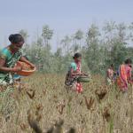 TPSODL supports women’s income millet farming, entrepreneurship, and self-reliance through